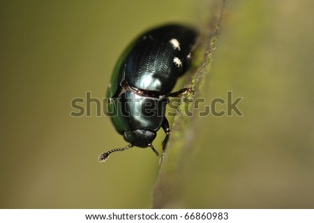Black bug looking for food