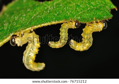 Larvae on leaf