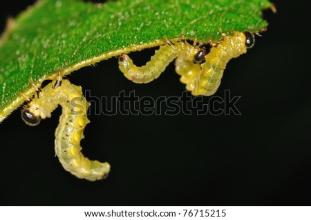 Larvae on leaf
