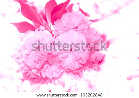 Pretty pink feminine theme. Very soft, ethereal floral background in monochrome pink tones. Selective focus with considerable blur. Over-exposed to achieve soft, delicate look.
