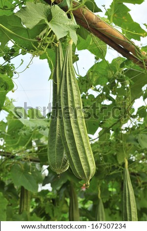Bitter gourd hanging on vegetable wall.