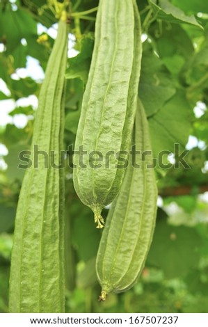 Bitter gourd hanging on vegetable wall.