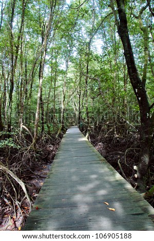 board paths in mangrove forest conservation area