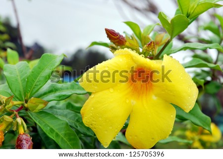 Allamanda or golden trumpet , beautiful yellow flower. Golden Trumpet Vine