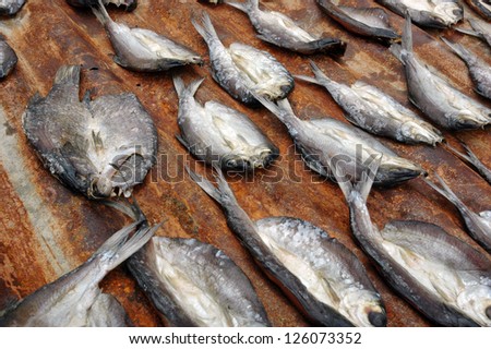 row of dried fish being dried