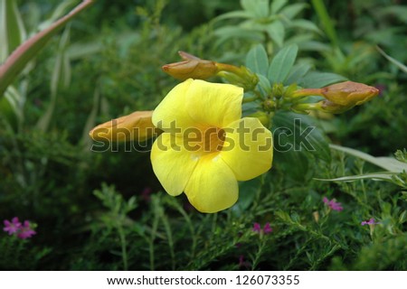 Allamanda or golden trumpet , beautiful yellow flower. Golden Trumpet Vine