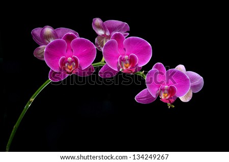 moon\'s orchid (Phalaenopsis amabilis)  on black background