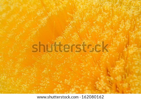 detailed texture of  yellow bristle brush