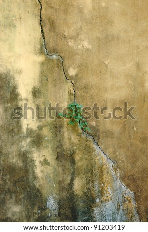 masonry walls with yellow paint that has faded with wild plants on the sidelines of the cracks