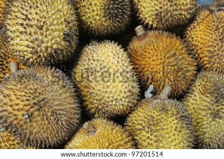 Elai, tropical fruits like durian fruit, with smaller size and yellow tropical fruit that is found only in Borneo Indonesia