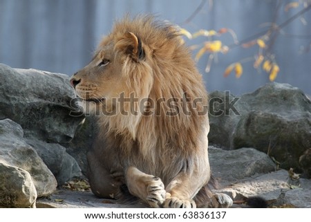 Male lion staring off while lying on a large rock