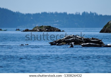 seals in the ocean