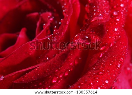 red rose petals with dew drops closeup