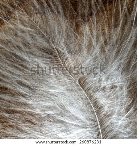 white feather closeup  on the textured paper
