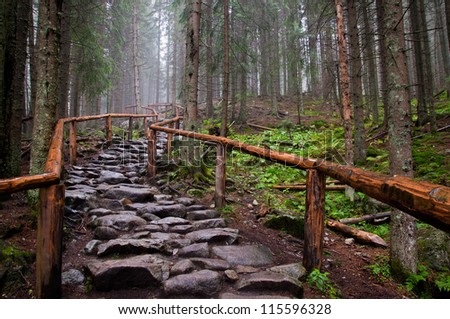 stone road in a coniferous forest in the mountains
