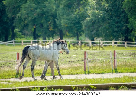 horse on a background of field and trees