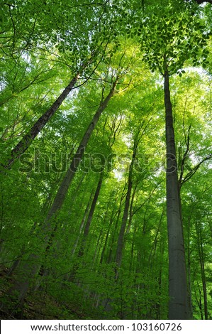 Green forest, tree background