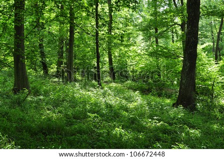 Green forest foliage, nature ecosystem.