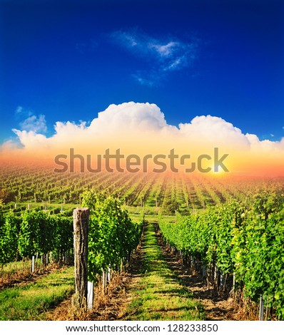 Rural farmer-land, vineyard in countryside