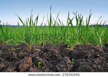 Grain field, young crop in soil