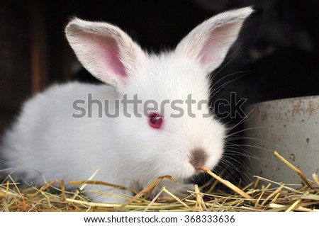 Rabbit baby, young white bunny animal.
