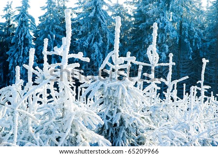 Winter forest trees under snow in cold weather, nature