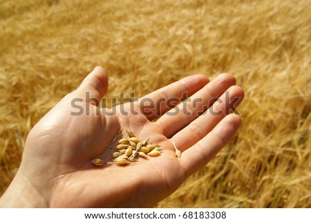 Agriculture, grain seed in hand, wheat, farming background.