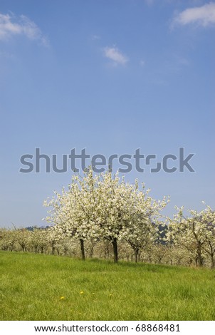 Orchard, spring cherry tree in bloom and blue sky, nature background