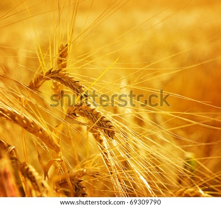 Grain wheat barley ears, yellow ripe field, agriculture background