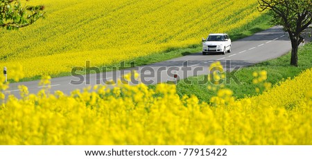 Driving car on road in yellow canola fields, panorama