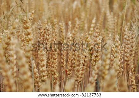 Wheat grain ears, agricultural background