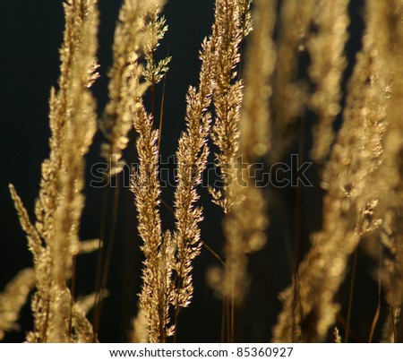 Sunlit grass texture in gold color , nature abstract closeup