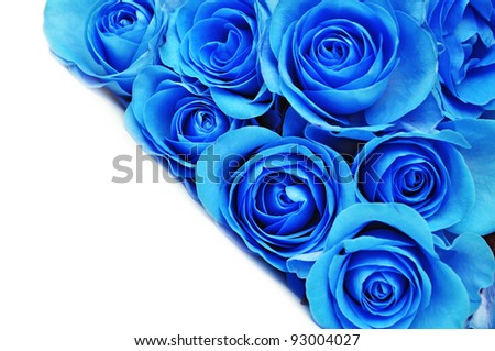 Blue Rose Background on Blue Rose Flower On White Background  Stock Photo 93004027