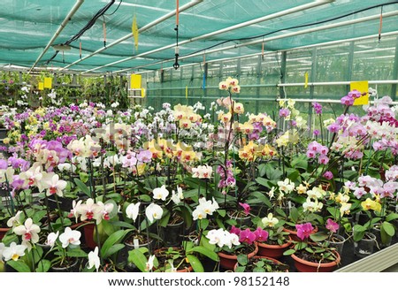 Growing tropical orchid plants in greenhouse. Floral garden.