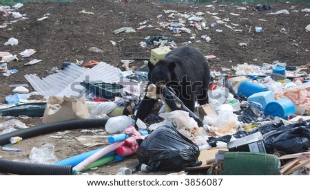 bear find bagels at garbage dump