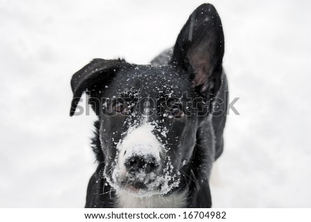 black lab / border collie cross in snow storm