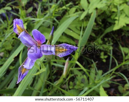 Wild Iris in Bloom