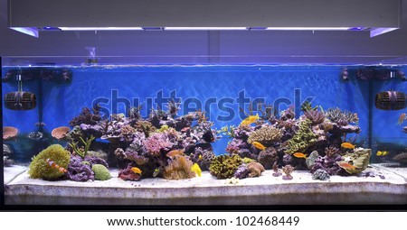 marine aquarium, coral aquarium