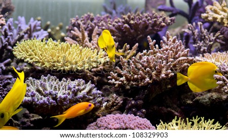marine aquarium, coral aquarium
