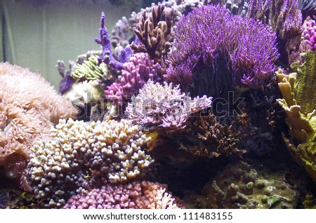 marine aquarium, coral aquarium, Aquarium corals reef