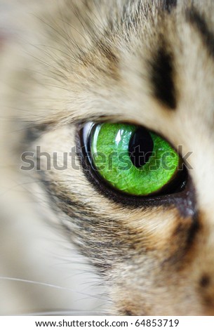 cat, green eyes