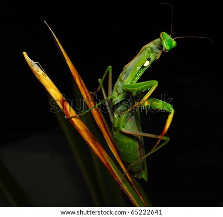 mantis praying green
