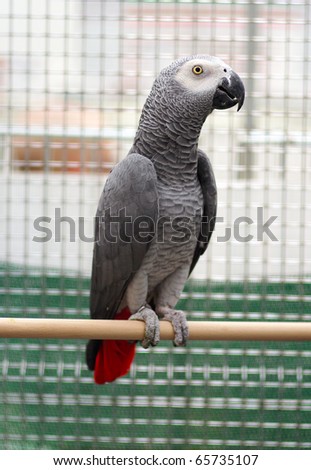 African gray parrots