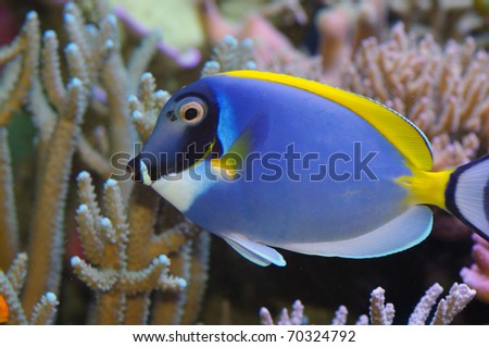 Acanthurus leucosternon powder blue tang and powderblue surgeonfish