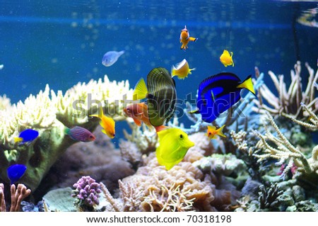 Aquarium corals reef marine aquarium fish