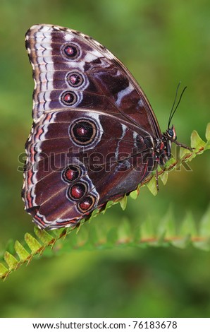 Menelaus Blue Morpho iridescent; tropical; butterfly; Central; South; America; bug; insect; rain; forests; summer; spring