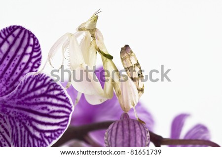 Hymenopus coronatus, Malaysian orchid mantis, Malaysian orchid praying mantis, pink orchid mantis, orchid mantis