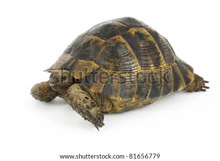 ibera tortoise