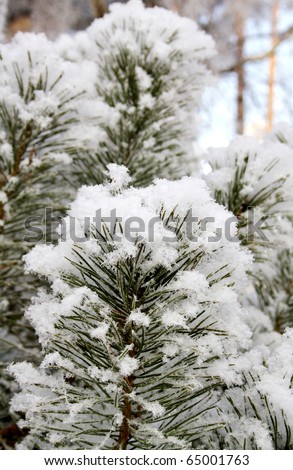 Christmas evergreen spruce(pine) tree with fresh snow