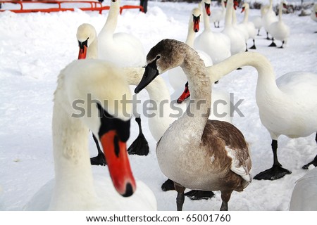 Ugly Duckling (gray swan) among white swans walking in the snow